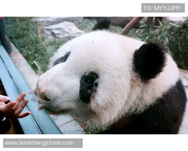 姚明与柴犬的奇妙邂逅：一位篮球巨星与萌犬的温馨故事